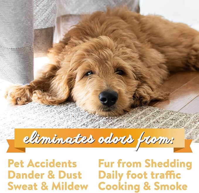Bodhi Dog Natural Carpet Deodorizer Powder - Dry Pet Smell Eliminator & Urine Odor Remover - Loosens Fur & Dirt - Plant-Based and Biodegradable Room Freshener for Home - Fresh Laundry (Pack of 1)
