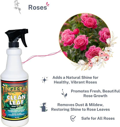 Jungle Rain Clean Leaf – Natural, Non-Toxic Plant & Tree Cleaner with Orange Oil & Castile Soap, Ready-to-Use 32oz Spray for Indoor & Outdoor Care, Defends Plants, Keeps Bugs at Bay, Since 1995