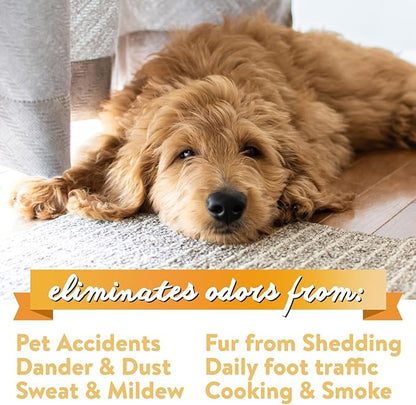Bodhi Dog Natural Carpet Deodorizer Powder - Dry Pet Smell Eliminator & Urine Odor Remover - Loosens Fur & Dirt - Plant-Based and Biodegradable Room Freshener for Home - Fresh Laundry (Pack of 1)